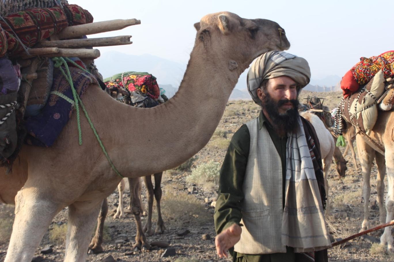 A bearded Kochi nomad man standing next to a loaded camel carrying household goods in an arid mountainous terrain.