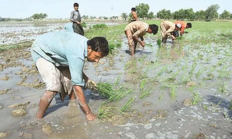 A Pakistani farmer standing in a wheat field discussing agricultural challenges and rising input costs.
